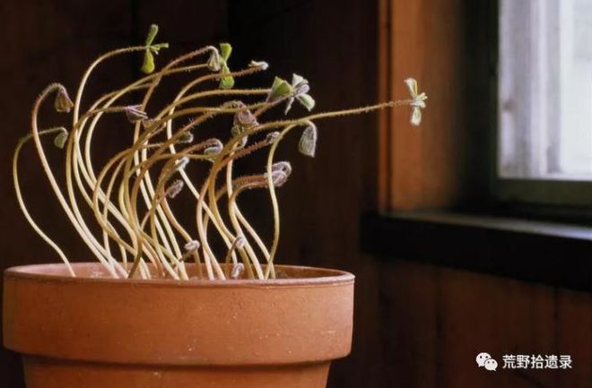 植物的运动_植物运动细胞_植物运动的力量是谁所著